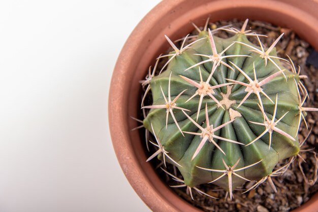 Top view shot of a barrel cactus growing in a pot