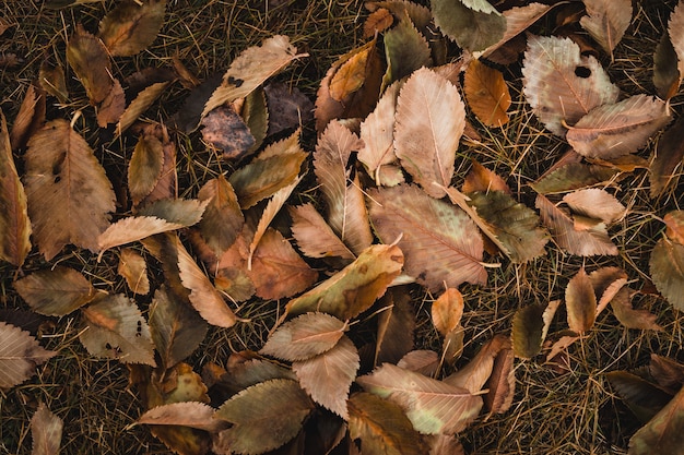 Top view shot of brown leaves