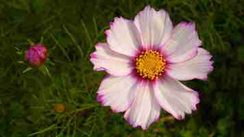 Foto gratuita vista dall'alto di un fiore di aster messicano