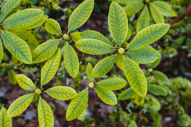 Top view shot of plant leaves