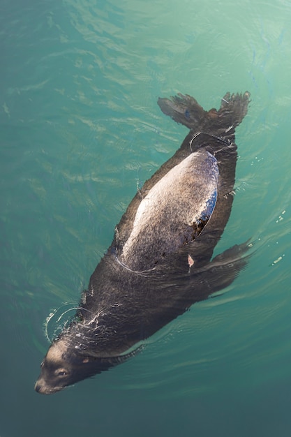 Top view shot of a seal gracefully swimming in the ocean