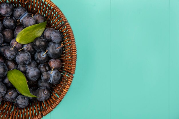 Top view of the small bluish-black fruit sloes on a bucket with leaves on a blue background with copy space