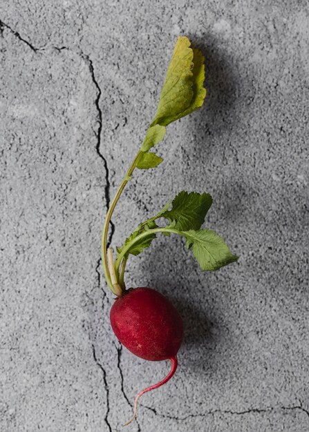 Top view small radish veggie