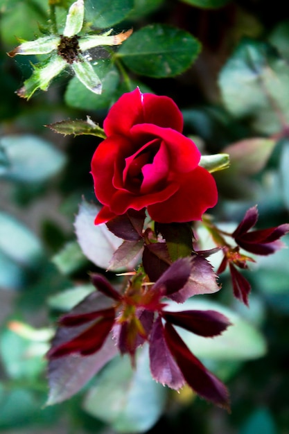 Top view of a small red rose