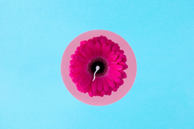 Top view spermatozoa on pink flower