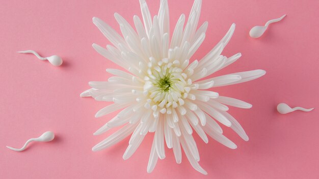 Top view spermatozoa and white flower