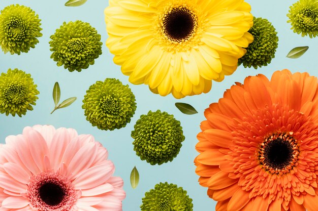 Top view of spring daisies and gerberas