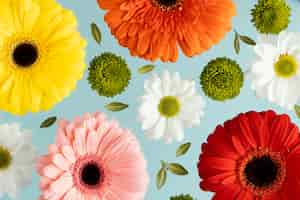 Free photo top view of spring daisies and gerberas