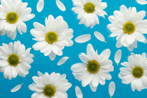 Top view of spring daisies with petals