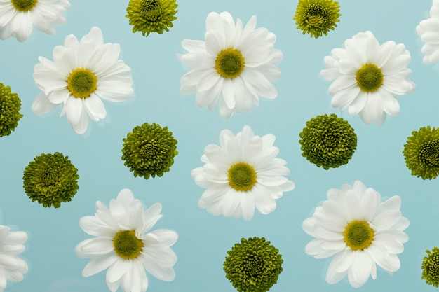 Free photo top view of spring daisies