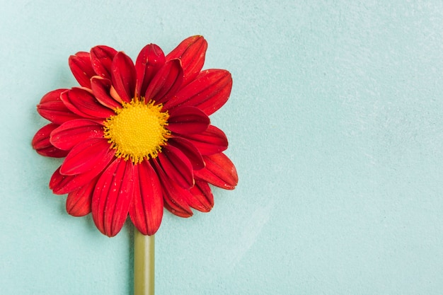 Top view of spring daisy with copy space