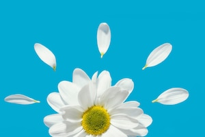 Top view of spring daisy with petals