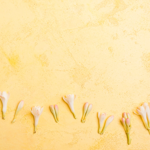 Foto gratuita vista dall'alto di orchidee di primavera con spazio di copia