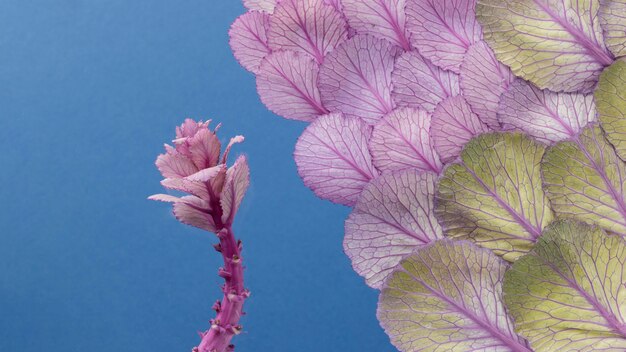 Top view of spring plant and leaves