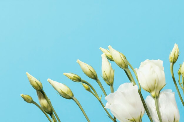 Top view of spring roses with copy space