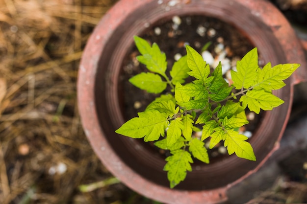 Top view sprouting plant in a pot