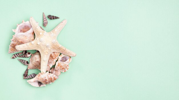 Top view of starfish and sea shells with copy space