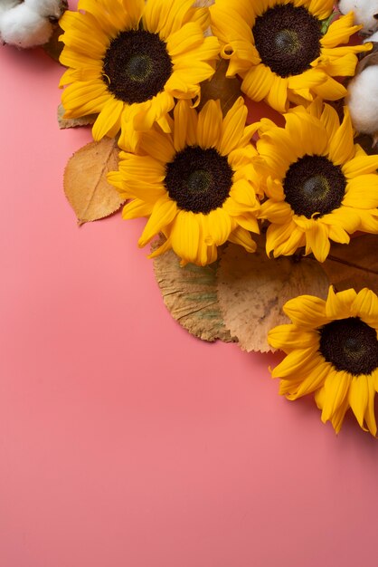 Top view of sunflowers frame with cotton