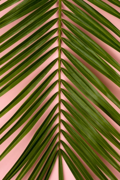 Top view of thin plant leaves