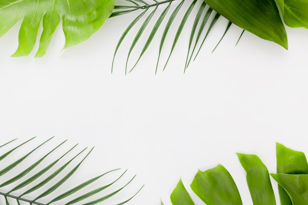 Top view of thin plant with monstera leaves and copy space