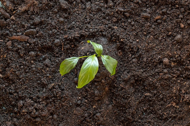 Top view tiny plant in the ground