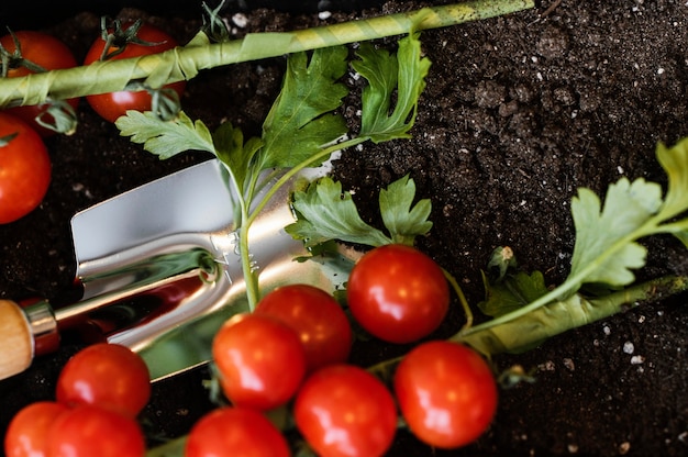 Foto gratuita vista dall'alto di pomodori con terriccio e cazzuola