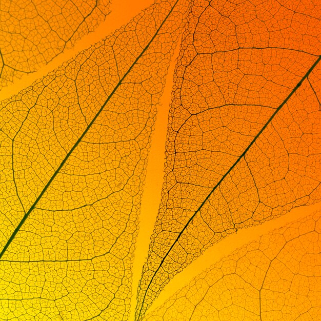 Top view of translucent leaf texture