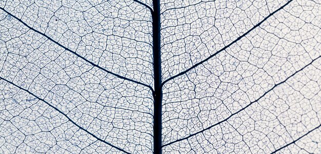 Top view of translucent leaf texture