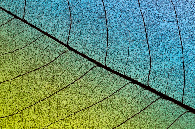 Top view of translucent leaf with colored hue