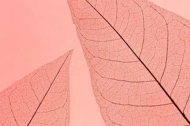 Foto gratuita vista dall'alto della trama della lamina delle foglie traslucide