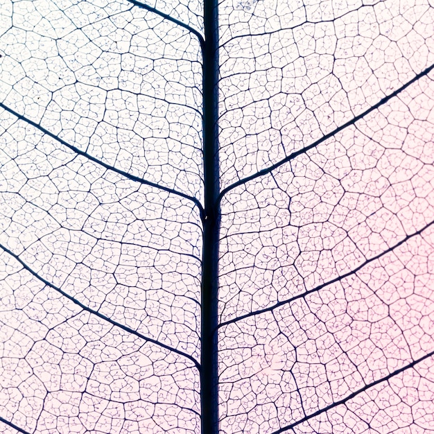 Free photo top view of translucent leaves texture