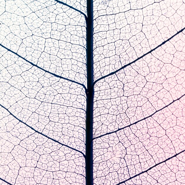 Вид сверху полупрозрачной текстуры листьев