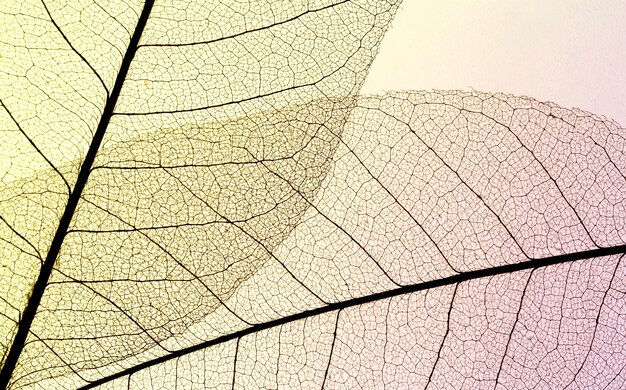 Вид сверху полупрозрачных листьев