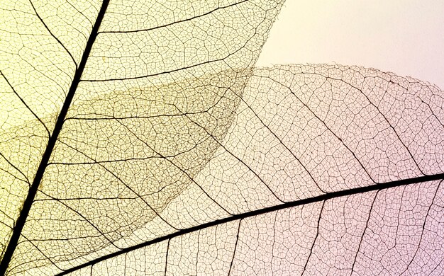 Top view of translucent leaves