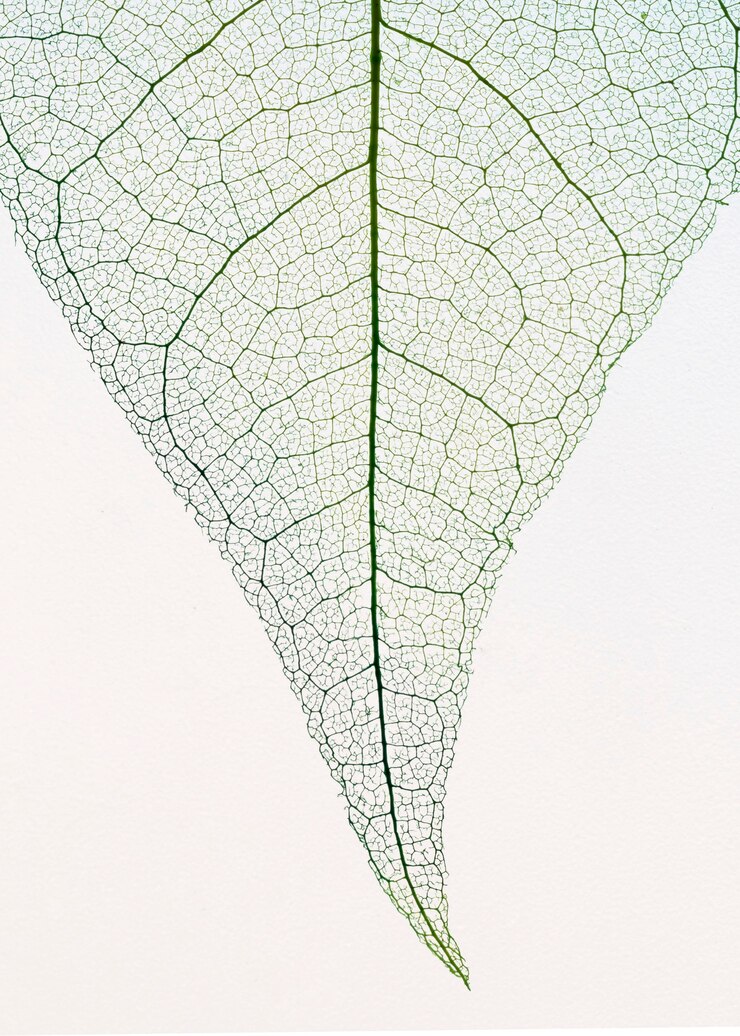 Free Photo top view of transparent leaf lamina