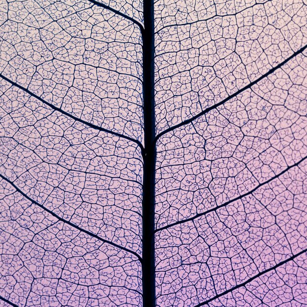 Top view of transparent leaf texture