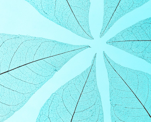 Foto gratuita vista dall'alto di foglie trasparenti texture lamina
