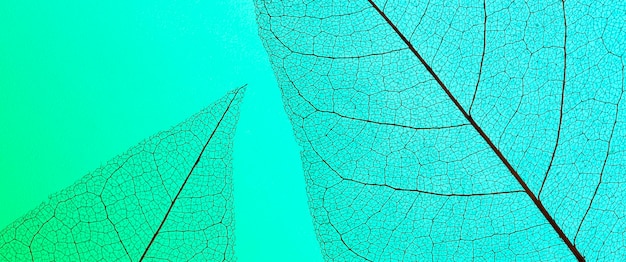 Вид сверху пластинки прозрачных листьев