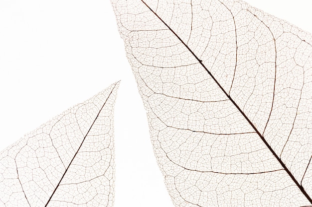 Top view of transparent leaves texture