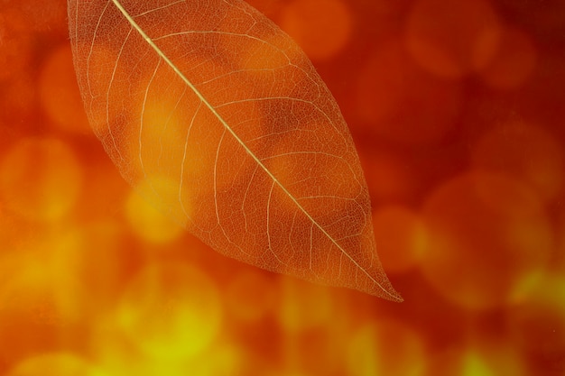 オレンジ色の光で上面の透明な葉