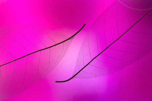 Free photo top view transparent leaves with pink light