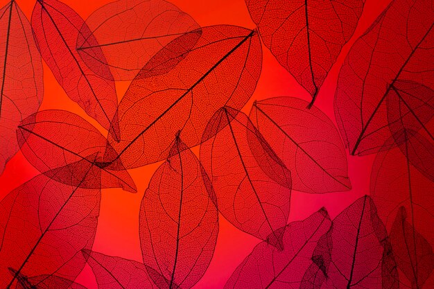 Top view transparent leaves with red light