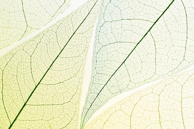 Free photo top view of transparent leaves