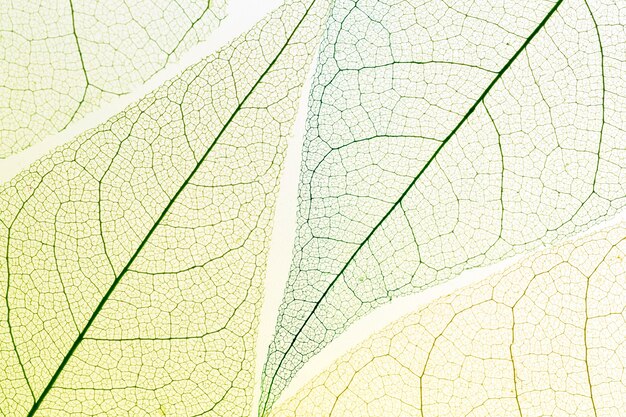 透明な葉の平面図