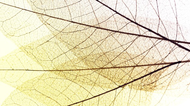 Top view of transparent leaves