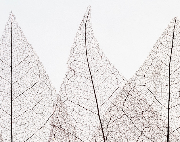 Top view of transparent leaves