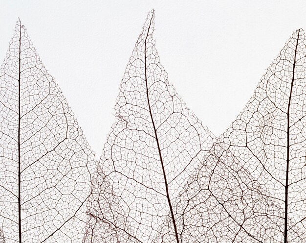 Top view of transparent leaves