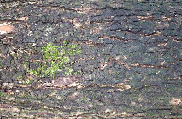 Foto gratuita vista dall'alto della struttura della corteccia di albero