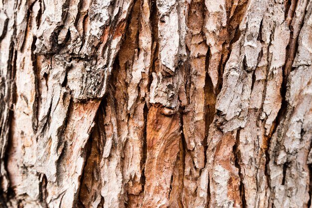 Top view of tree bark