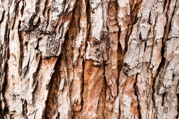 Top view of tree bark